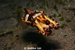 Flamboyant cuttlefish

Taken in Manado, Indonesia. June... by Andrew Lim 